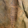 Ordovician Aglaspid arthropod plus rare trilobite Lehua - Image 2