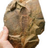 Ordovician Aglaspid arthropod plus rare trilobite Lehua, The Natural Canvas