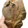 Ordovician Aglaspid arthropod plus rare trilobite Lehua - Image 3