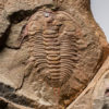 Ordovician Aglaspid arthropod plus rare trilobite Lehua - Image 4