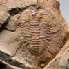 Ordovician Aglaspid arthropod plus rare trilobite Lehua, The Natural Canvas