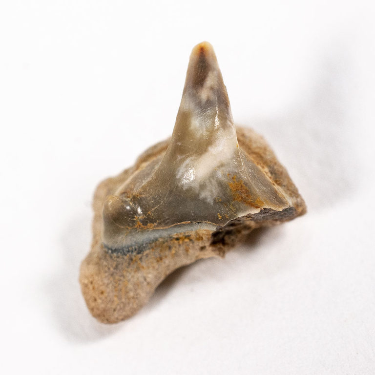 Megamouth shark tooth &#8212; Megachasma applegatei, The Natural Canvas