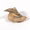 Megamouth shark tooth -- Megachasma applegatei - Image 2