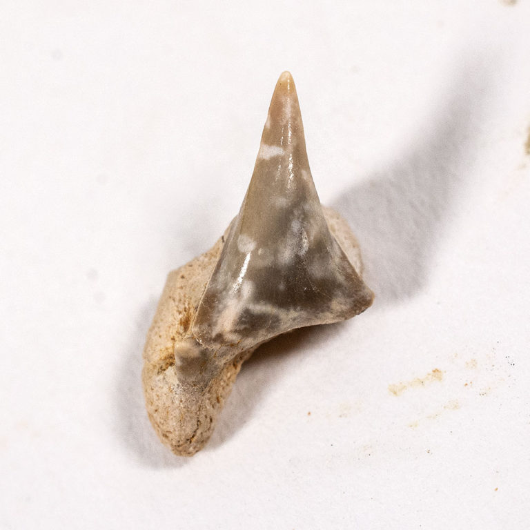 Megamouth shark tooth &#8212; Megachasma applegatei, The Natural Canvas