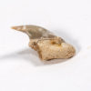 Megamouth shark tooth &#8212; Megachasma applegatei, The Natural Canvas