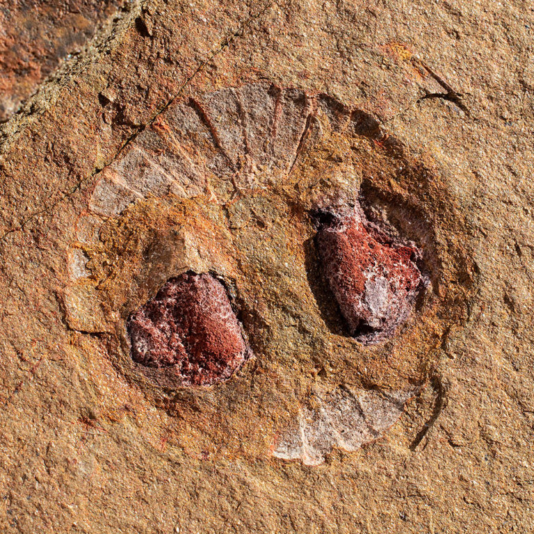Anomalocaridid oral cone (mouth)