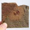 Anomalocaridid oral cone (mouth) - Image 2