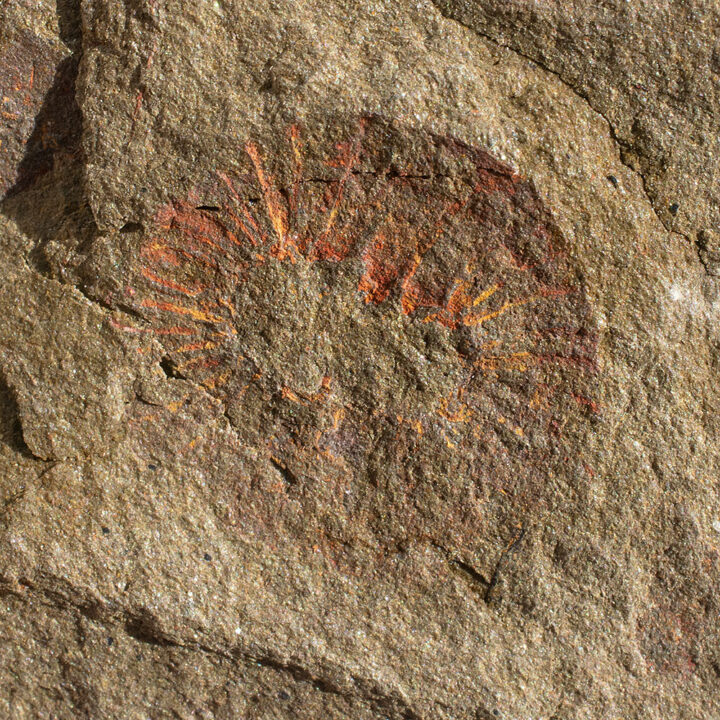 Ordovician Anomalocaridid oral cone (mouth)