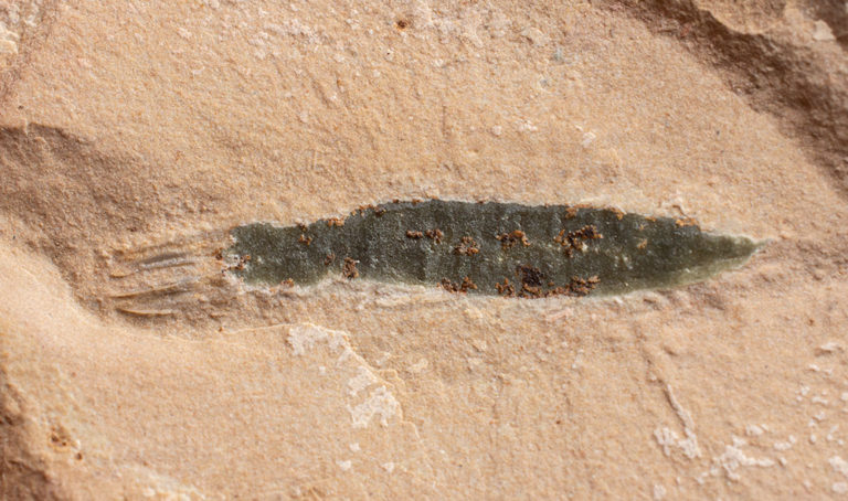 Late Cambrian animal new to science! - Dakorhachis