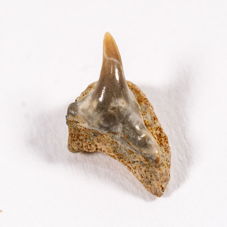 Megamouth shark tooth -- Megachasma applegatei