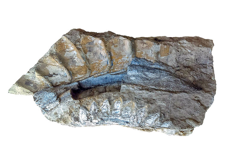 The Saw-Toothed Shark - Helicoprion