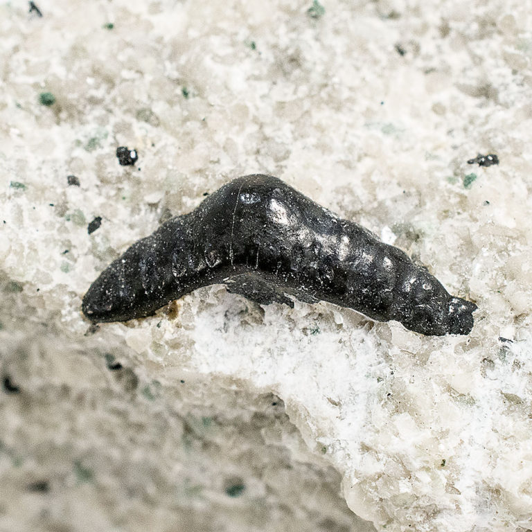 Paleozoic shark tooth - Orodus