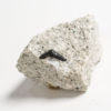 Paleozoic shark tooth - Orodus - Image 2