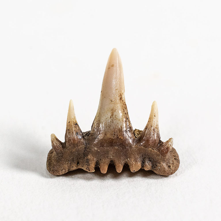 Palaeospinacid shark - Paraorthacodus