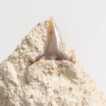 Sand tiger shark - Carcharias sp.