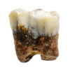 Ape tooth - Pongo pygmaeus weidenreichi - Image 2