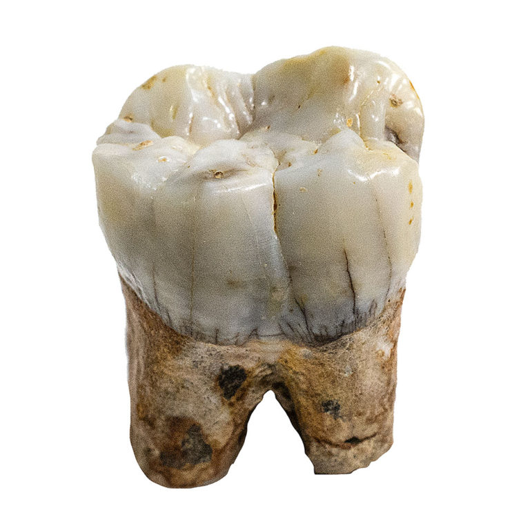 Ape tooth - Pongo pygmaeus weidenreichi