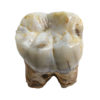 Ape tooth - Pongo pygmaeus weidenreichi - Image 3