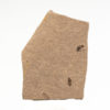 Montana fossil fly - Image 2