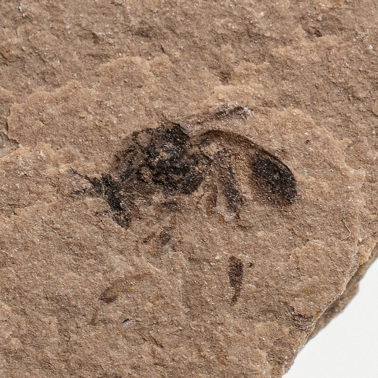 Montana fossil fly, The Natural Canvas