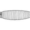 Late Cambrian animal new to science! - Dakorhachis - Image 3