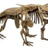 Aetosaur dermal armor spike &#8211; Desmatosuchus, The Natural Canvas