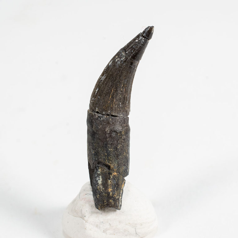 Rooted Aetosaur Tooth &#8211; Typothorax, The Natural Canvas