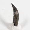 Rooted Aetosaur Tooth &#8211; Typothorax, The Natural Canvas