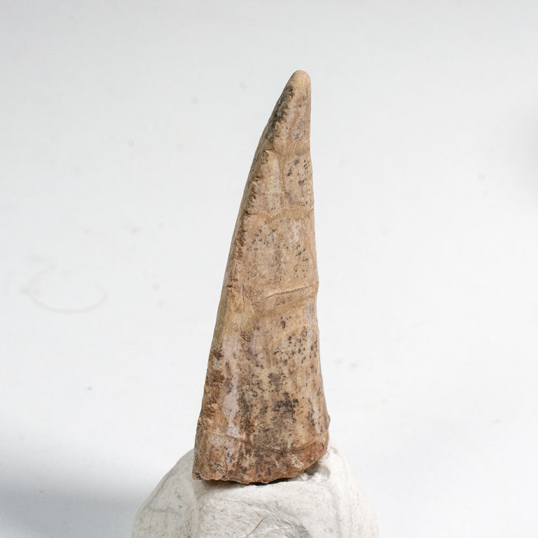 Aetosaur dermal armor spike - Desmatosuchus