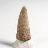 Aetosaur dermal armor spike - Desmatosuchus - Image 2