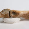 Tyrannosaurid dew claw plus phalanges - Alioramus - Image 2