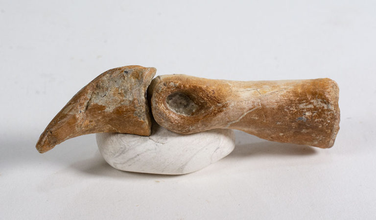 Tyrannosaurid dew claw plus phalanges - Alioramus
