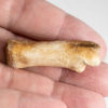 Tyrannosaurid dew claw plus phalanges - Alioramus - Image 5