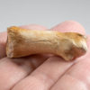 Tyrannosaurid dew claw plus phalanges - Alioramus - Image 6