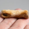 Tyrannosaurid dew claw plus phalanges - Alioramus - Image 7
