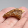 Tyrannosaurid dew claw plus phalanges - Alioramus - Image 8
