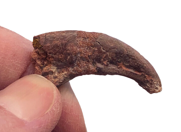 Moroccan Theropod Hand Claw