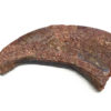 Moroccan Theropod Hand Claw, The Natural Canvas