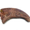 Moroccan Theropod Hand Claw, The Natural Canvas