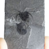 Iconic Burgess Shale arthropod - Marrella splendens - Image 3