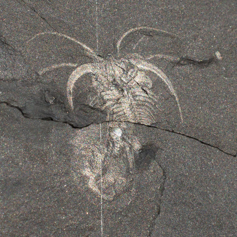 Iconic Burgess Shale arthropod - Marrella splendens