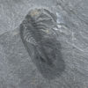 Iconic Burgess Shale arthropod &#8211; Marrella splendens, The Natural Canvas