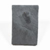 Iconic Burgess Shale arthropod - Marrella splendens - Image 3