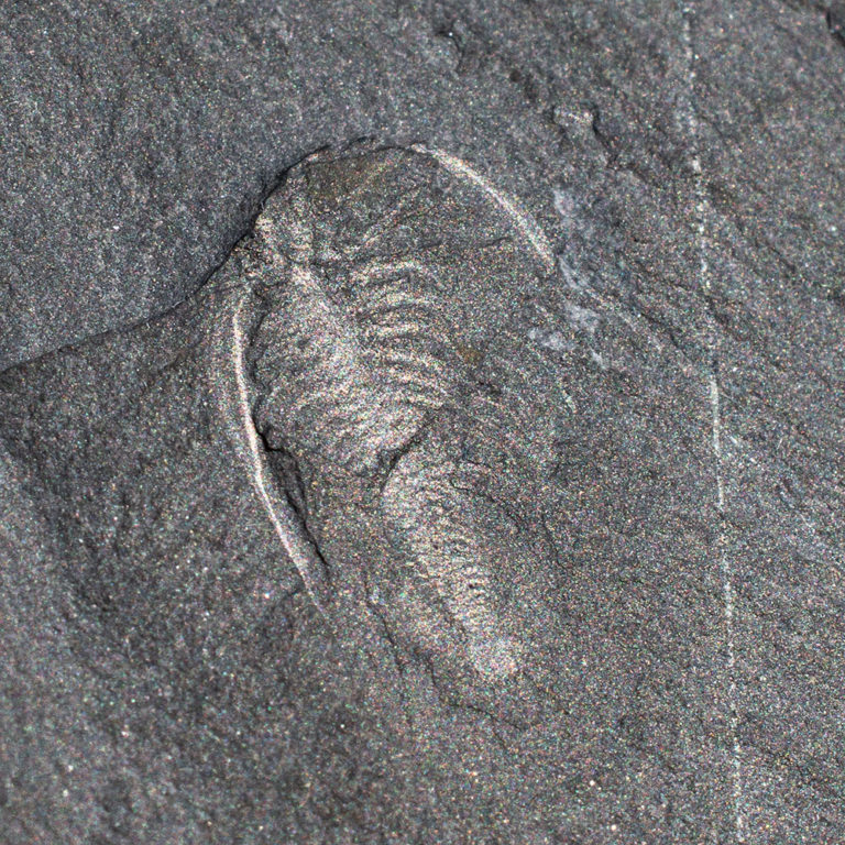 Iconic Burgess Shale arthropod &#8211; Marrella splendens, The Natural Canvas