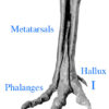 Tyrannosaurid dew claw plus phalanges - Alioramus - Image 15