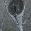 Burgess Shale - Burgessia bella - Image 3