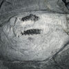 Rare Burgess Shale arthropod &#8211; Odaraia alata, The Natural Canvas
