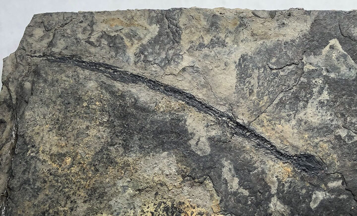 Complete Carboniferous amphibian - Cocytinus