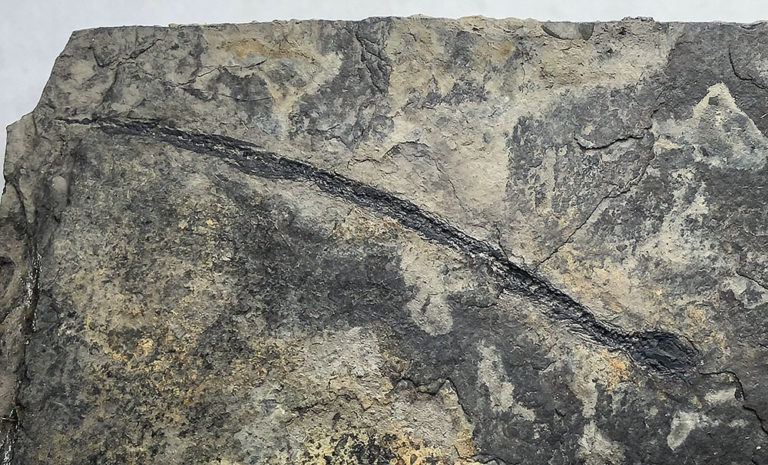 Complete Carboniferous amphibian &#8211; Cocytinus, The Natural Canvas