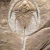 Exquisite trilobite - Olenellus gilberti - Image 2